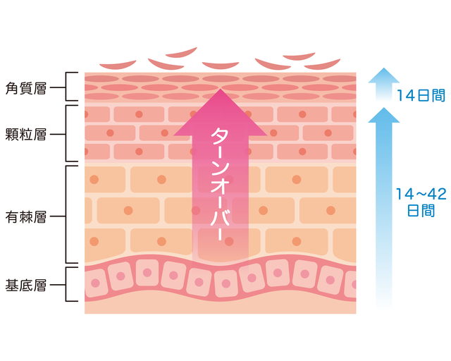 美白成分のターンオーバー