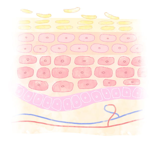 肌のターンオーバーで肌を活性化