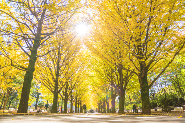 紅葉と美容