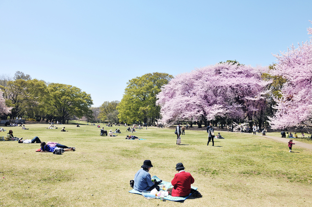 お花見で美肌