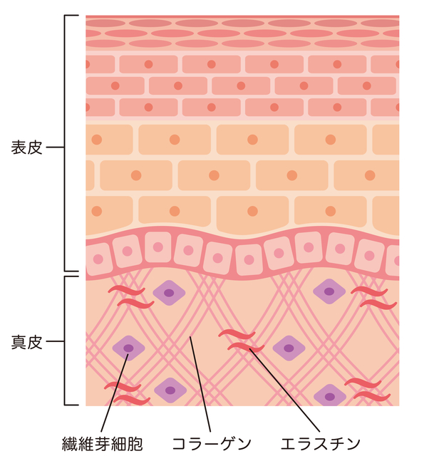 コラーゲン化粧品