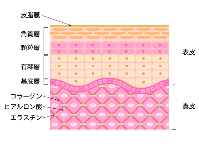 コラーゲン化粧品