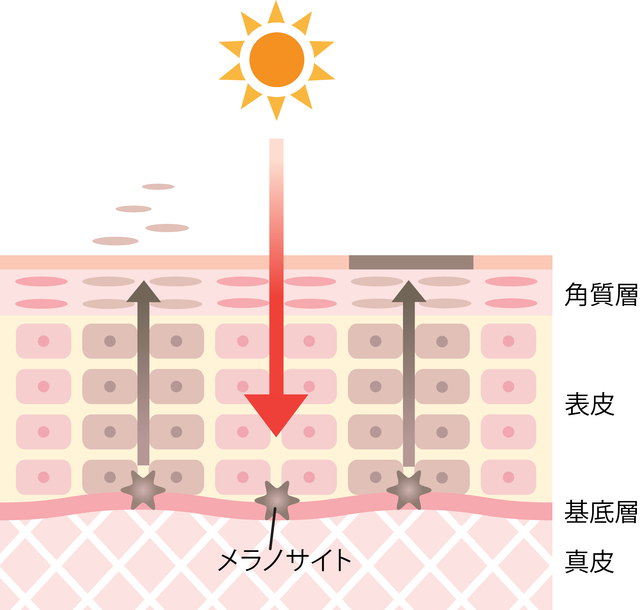 プラセンタ美容液