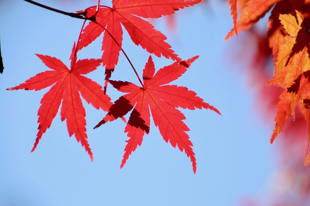 美容と紅葉