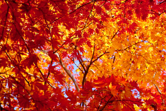 美容と紅葉