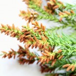 花粉症