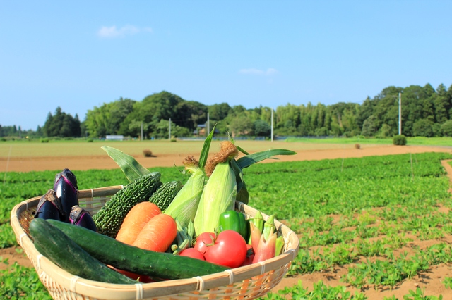 夏野菜