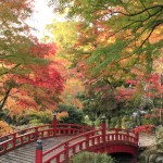 紅葉