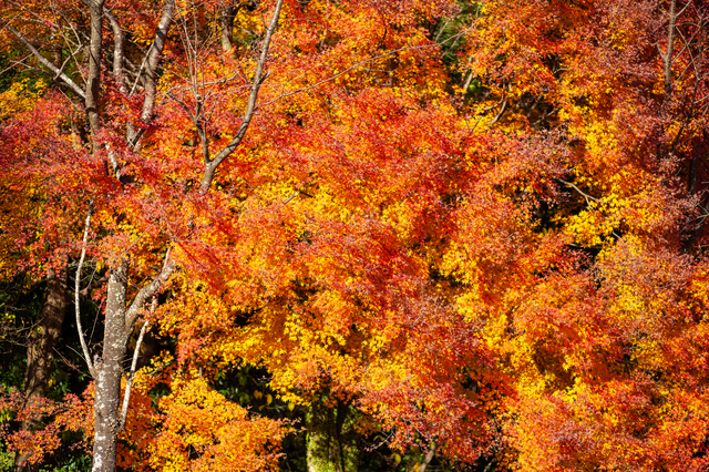 紅葉