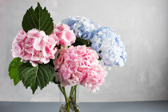 紫陽花