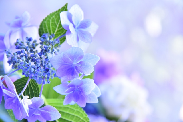 紫陽花