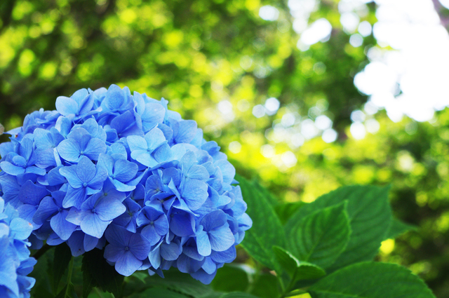 紫陽花