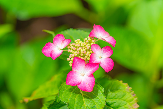 紫陽花