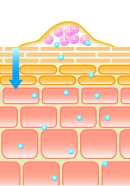 お肌の表面に一度放出され、浸透が始まります。